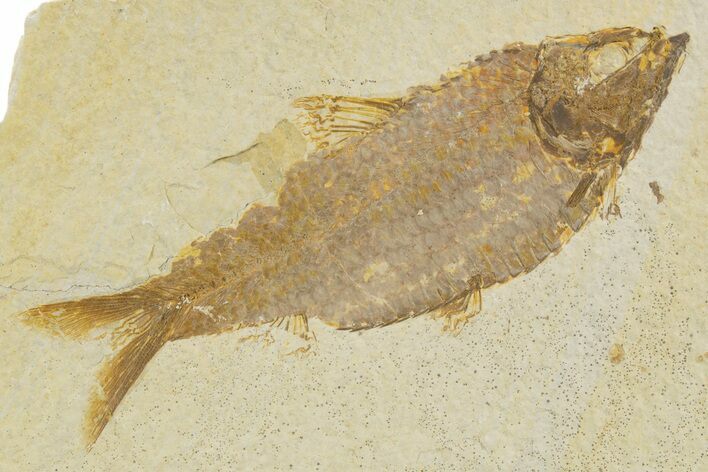 Detailed Fossil Fish (Knightia alta) - Wyoming #331069